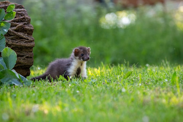 Beautiful cute beech marten forest animal Martes foina Stone marten detail portrait Small predator with the tree trunk near forest