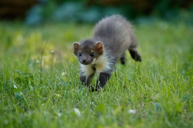 Free Photo beautiful cute beech marten 