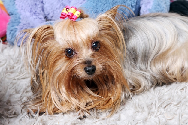 Beautiful and cute york terrier dog