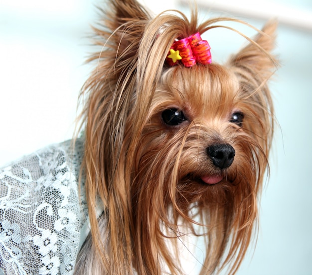 Beautiful and cute york terrier dog