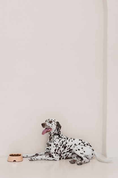 Free Photo beautiful dalmatian dog eating