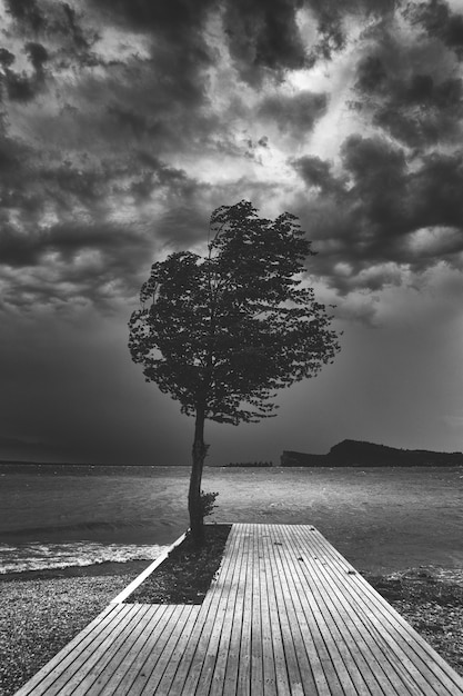 Beautiful dark black and white shot of a single tree on a wooden pier near the ocean