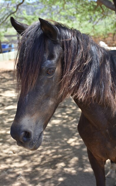 Beautiful day with a sweet young brown horse.