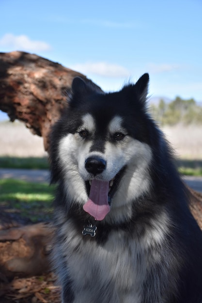 Beautiful day with a yawning alusky dog sitting.