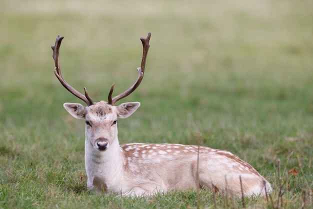 Free photo beautiful deer in the field on a sunny day