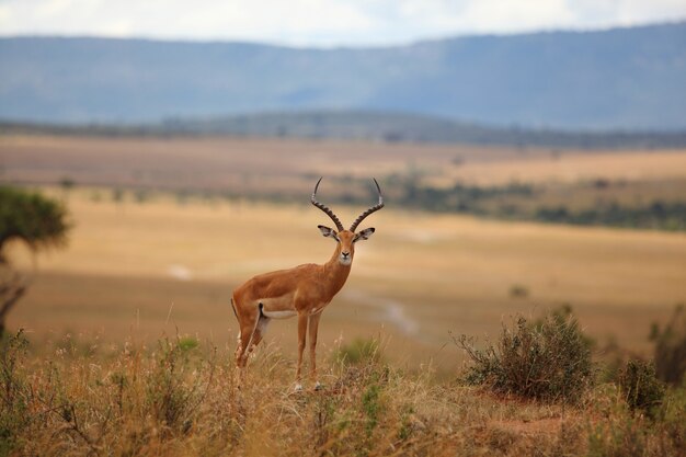 Beautiful deer on a grass covered hill with the blurred jungle