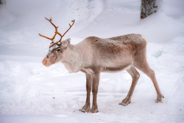 Free photo beautiful deer on the snowy ground in the forest in winter