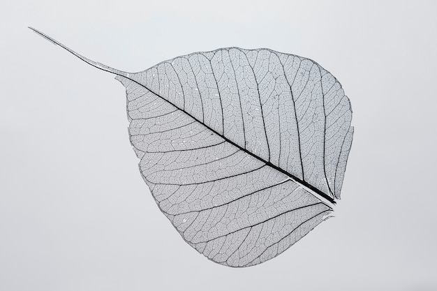 Beautiful and detailed macro leaf