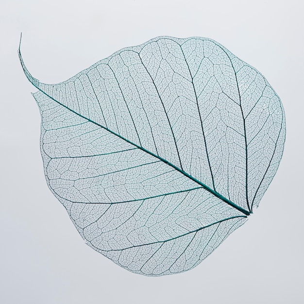 Free Photo beautiful and detailed macro leaf