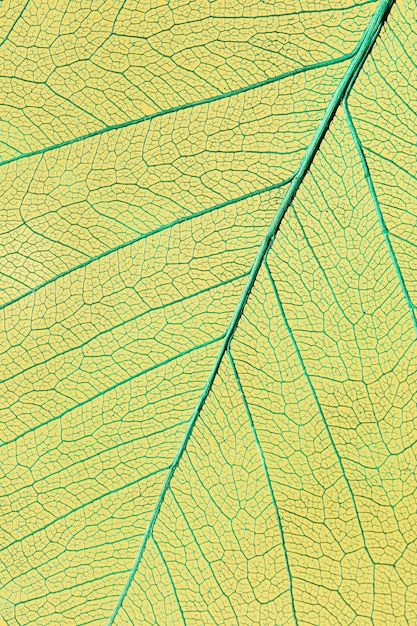 Beautiful and detailed macro leaf