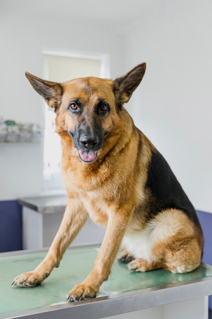 Beautiful dog looking at the camera