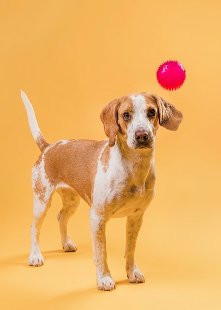 Free photo beautiful dog looking at photographer