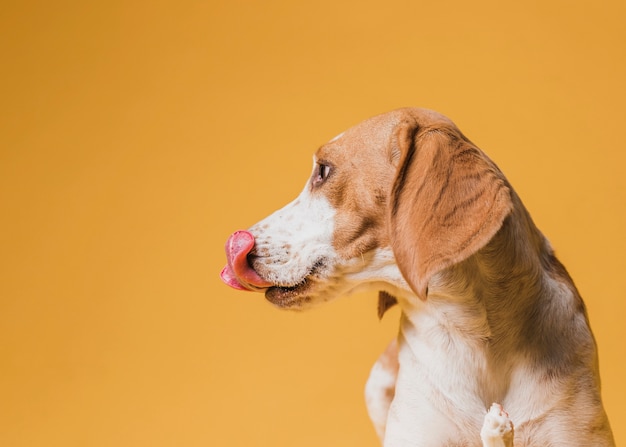 Beautiful dog sticking out his tongue