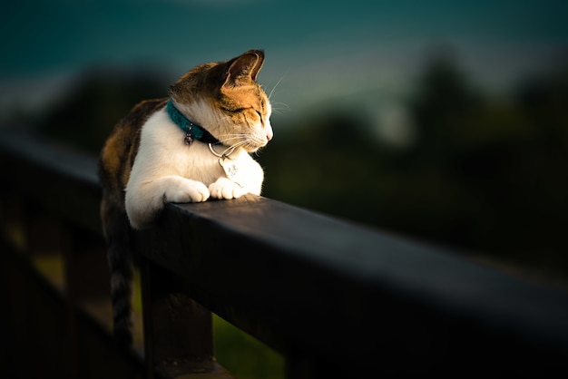 Free photo beautiful domestic cat laying on a fence