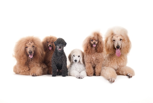 Beautiful domestic dogs sitting on a white surface and looking at the camera