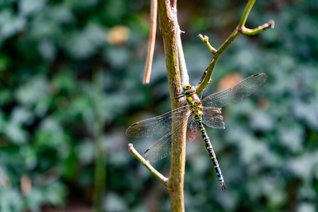 beautiful dragonfly sitting on a branch with blurred background