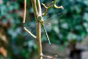 Free photo beautiful dragonfly sitting on a branch with blurred wall