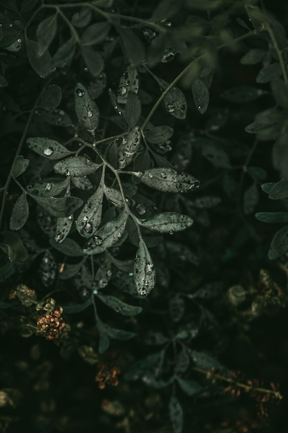 Free Photo beautiful droplets on leaves of green plant