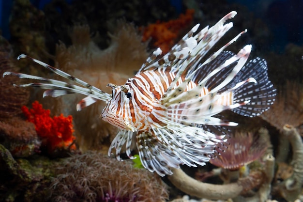 Beautiful dwarf lionfish on the coral reefs dwarf lionfish closeup