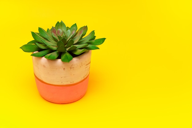 Free Photo beautiful echeveria plant in a pot isolated on a yellow background