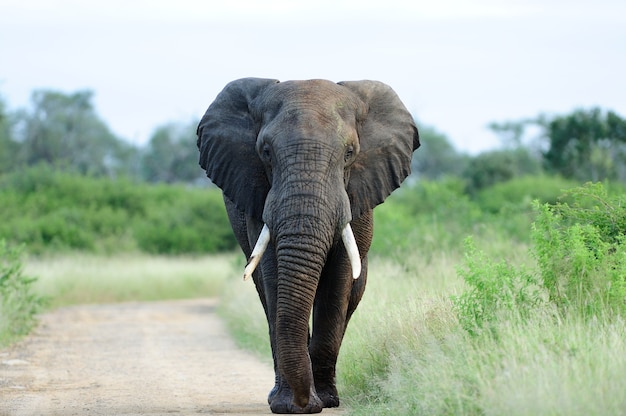 Free Photo beautiful elephant on a gravel pathway surrounded by green grass and trees