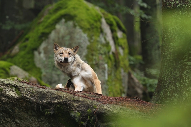 Beautiful and elusive eurasian wolf in the colorful summer