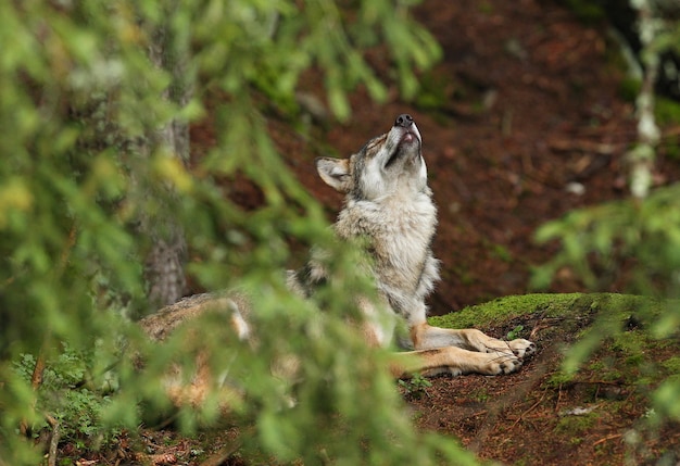 Free Photo beautiful and elusive eurasian wolf in the colorful summer