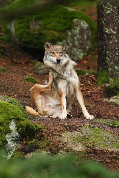 Beautiful and elusive eurasian wolf in the colorful summer