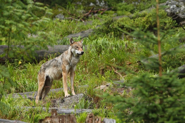 Free photo beautiful and elusive eurasian wolf in the colorful summer