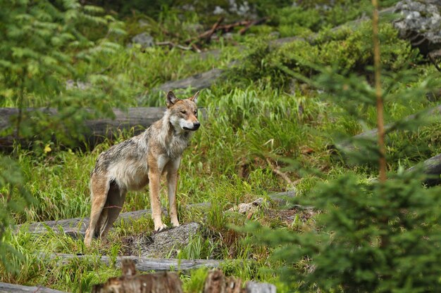 Beautiful and elusive eurasian wolf in the colorful summer