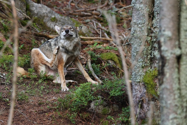 Beautiful and elusive eurasian wolf in the colorful summer