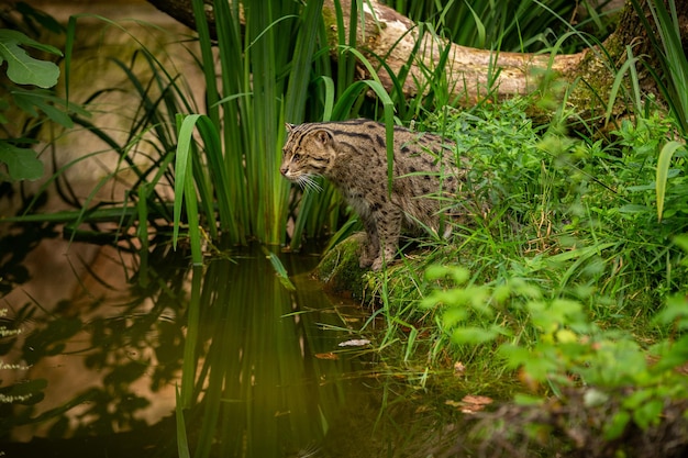 Beautiful and elusive fishing cat in the nature habitat near water Endangered species of cats living in captivity Kind of small cats Prionailurus viverrinus