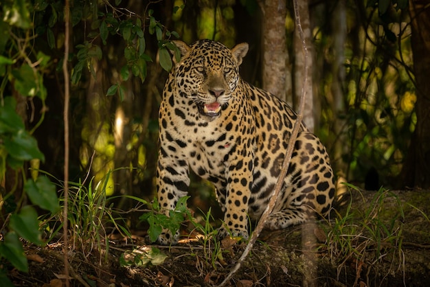 Free photo beautiful and endangered american jaguar in the nature habitat panthera onca wild brasil brasilian wildlife pantanal green jungle big cats