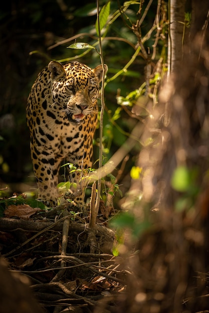 Beautiful and endangered american jaguar in the nature habitat Panthera onca wild brasil brasilian wildlife pantanal green jungle big cats