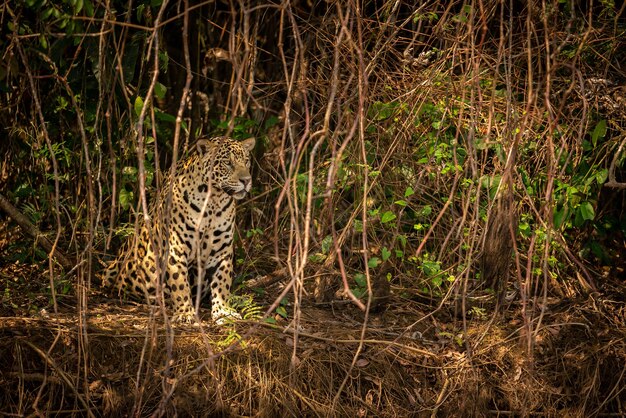 Beautiful and endangered american jaguar in the nature habitat Panthera onca wild brasil brasilian wildlife pantanal green jungle big cats