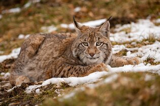 Lynx photos