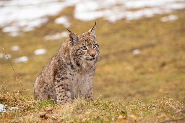 Free photo beautiful and endangered eurasian lynx in the nature habitat lynx lynx