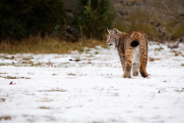 Beautiful and endangered eurasian lynx in the nature habitat Lynx lynx