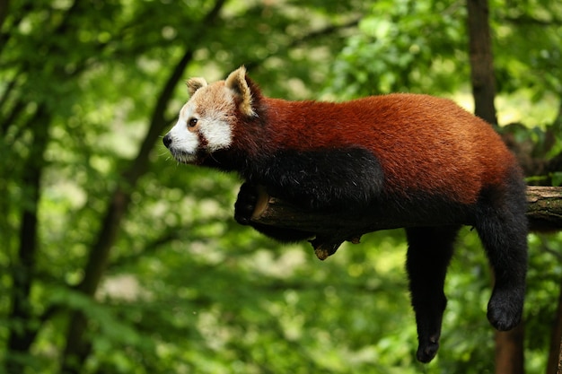 Free photo beautiful endangered red panda on a green tree