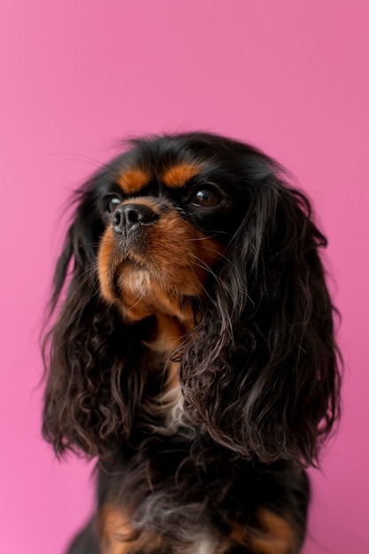 Free photo beautiful english toy spaniel dog pet portrait