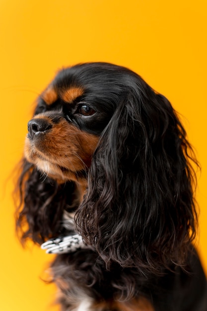 Beautiful english toy spaniel dog pet portrait