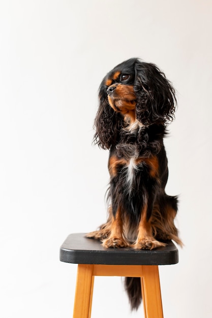 Free Photo beautiful english toy spaniel dog pet portrait