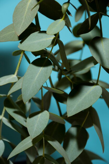 Beautiful eucalyptus arrangement