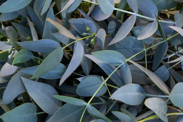 Beautiful eucalyptus arrangement