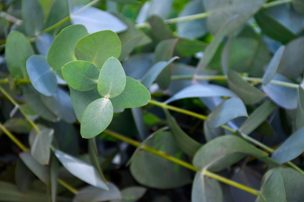 Free photo beautiful eucalyptus arrangement