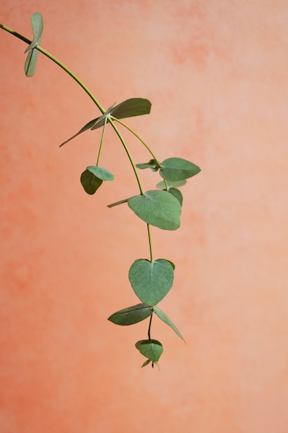 Beautiful eucalyptus arrangement