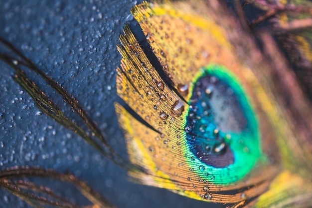 Free Photo beautiful exotic peacock feather on black background