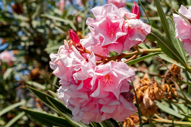 Beautiful exotic pink flowers