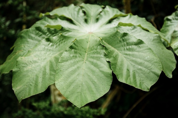 Free photo beautiful exotic plant front view