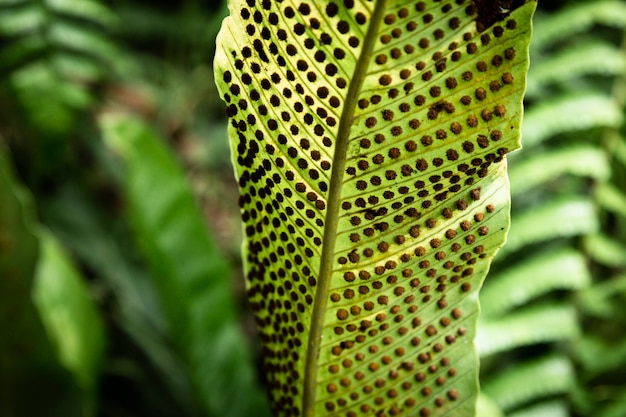 Beautiful exotic plant with blurred background